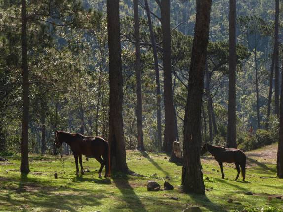 Mulas descansam na área do refúgio do Pico Duarte, na República Dominicana
